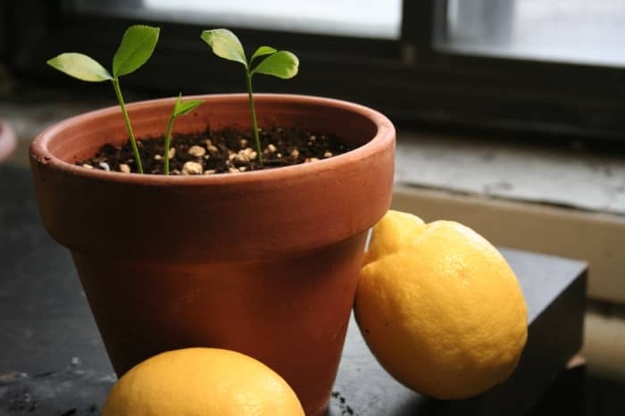 pestovanie citrónov
