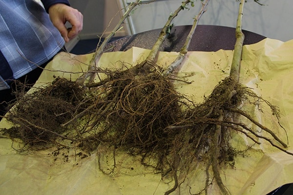 root root