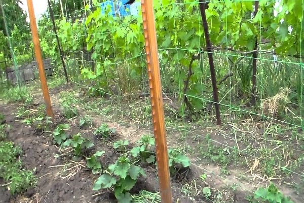 plantering gurkor