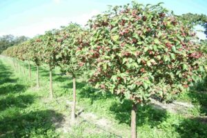 Шта се може посадити испод стабла јабуке у башти, поред цвећа, дрвећа и бобица бобица