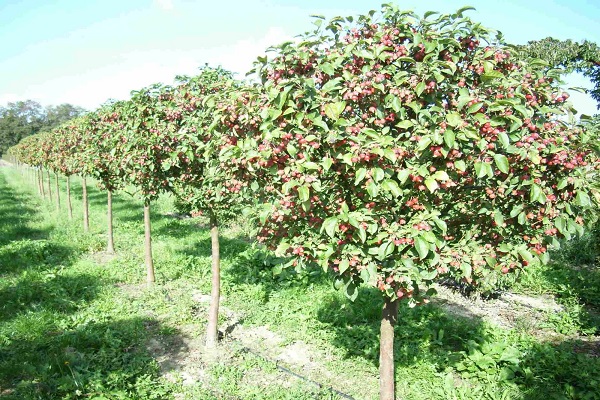 follaje de manzano