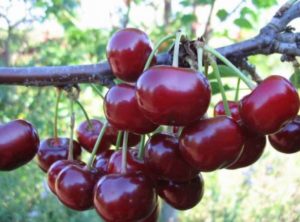 Beskrivning av körsbärssorten Blyg och egenskaper hos frukt, växande regler