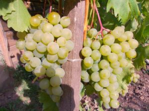A szőlőfajta leírása és jellemzői Barátság, termesztési szabályok és gondozás