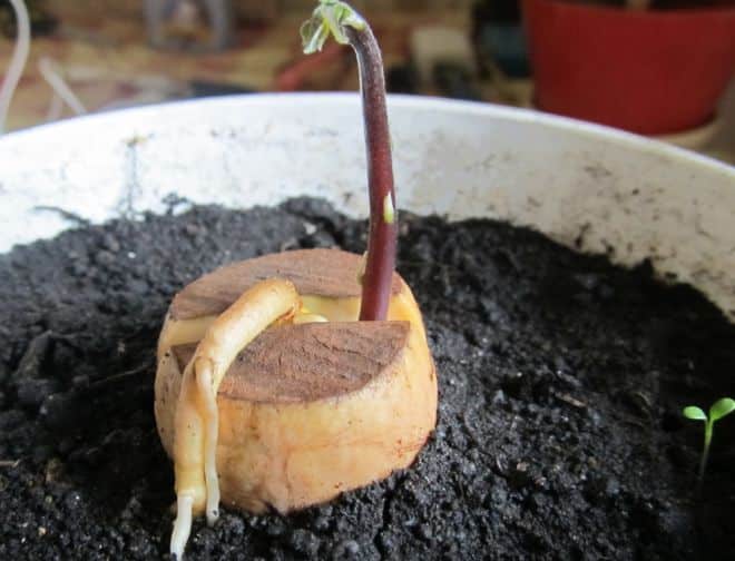 wachsende Avocado