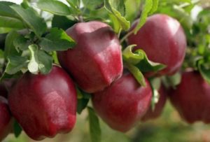 Опис сорте јабуке Старкримсон, карактеристике врста и распрострањеност у регионима