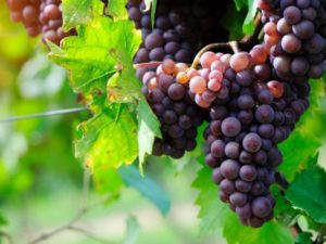 Beskrivning av den spanska druvsorten Garnacha och egenskaperna för odling och vård