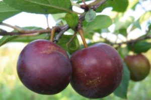 Beskrivning av hybriden av plommon och körsbär Omskaya nochka, historia och funktioner för odling