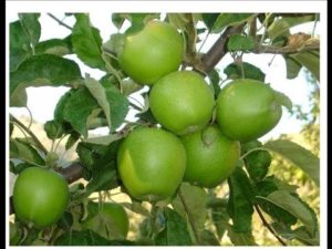 Vaisių veislių obelų aprašymas ir savybės Granny Smith, auginimas ir priežiūra