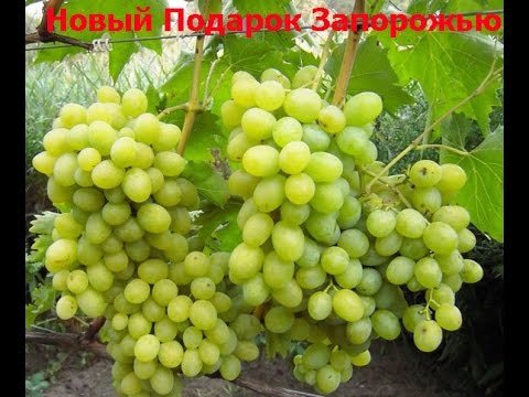 druvor gåva till Zaporizhia