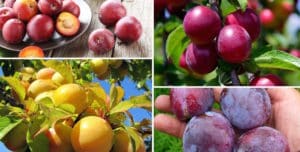 Beneficiile și prejudiciile prunelor pentru sănătatea organismului uman, contraindicații și proprietăți
