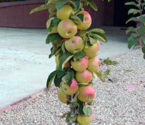 Opis, vlastnosti a podmienky dozrievania stĺpovitého jablka Prezident, výsadba a starostlivosť