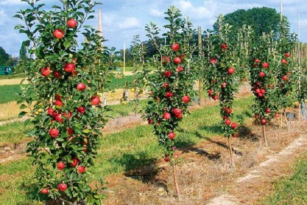 zuilvormige appelbomen