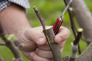Hoe je stap voor stap een appelboom plant in de zomer, lente en herfst met verse stekken voor beginners