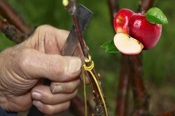 zasadiť jabloň