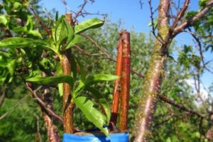Hur kan du föröka aprikos med gröna sticklingar hemma, planteringsmetoder