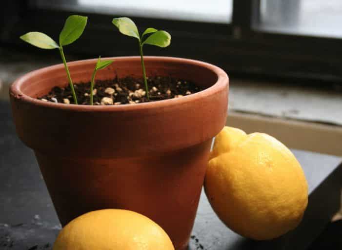 növekvő citrom
