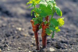 Kāda veida augsne ir nepieciešama vīnogu stādīšanai, labāko izvēli un to, kā barot augsni