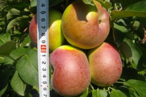 Descrizione e caratteristiche della fruttificazione di una mela colonnare della varietà Arbat e caratteristiche di coltivazione e cura
