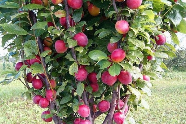 stĺpcové jablká