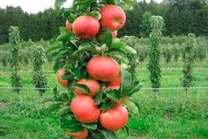 Planting and caring for columnar apple trees in Siberia, cultivation and the best varieties