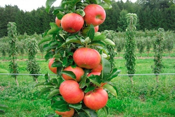 charakteristisch für Apfelbäume