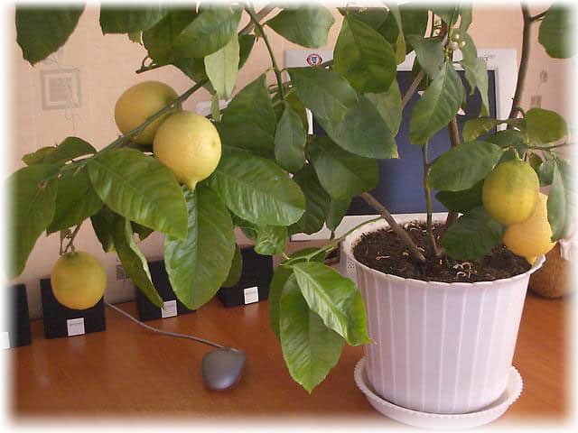 házi citrom
