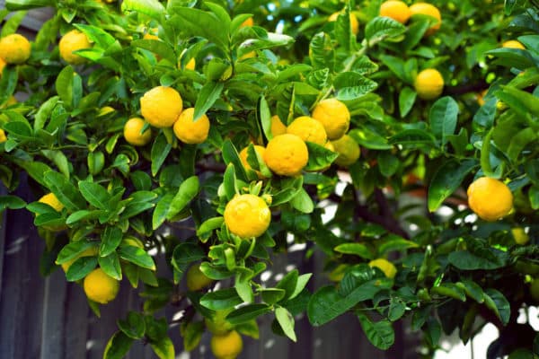 citronu koks