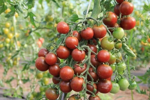 De meest productieve en beste nieuwe tomatenrassen van 2020 voor kassen en vollegrond