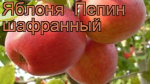 Χαρακτηριστικά και περιγραφή της ποικιλίας μήλου σαφράν Pepin, χαρακτηριστικά καλλιέργειας και φροντίδας