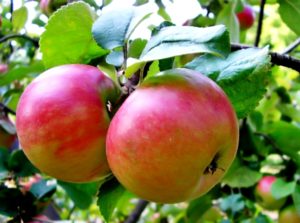 Опис и карактеристике сорте Зхигулевское јабука, постепено садња и нега