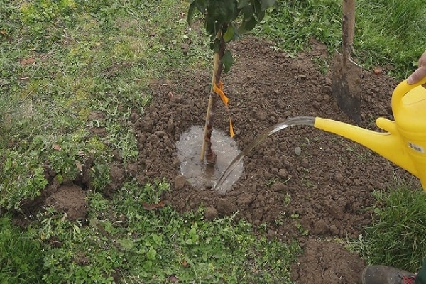 irrigazione da un annaffiatoio
