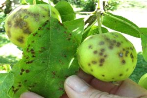 Tekenen en behandeling van schurft op een appelboom, hoe om te gaan met medicijnen en folkremedies