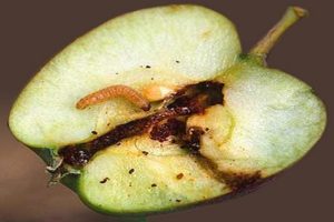 Métodos para lidiar con una polilla en un manzano, cómo procesarla para deshacerse