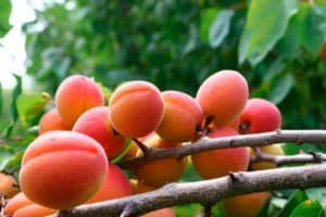 Varför aprikos blommar, men inte bär frukt, orsakerna och vad man ska göra åt det