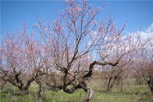 abrikosų medis