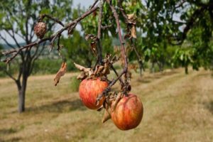 Why do individual branches dry on an apple tree and what to do to heal the tree