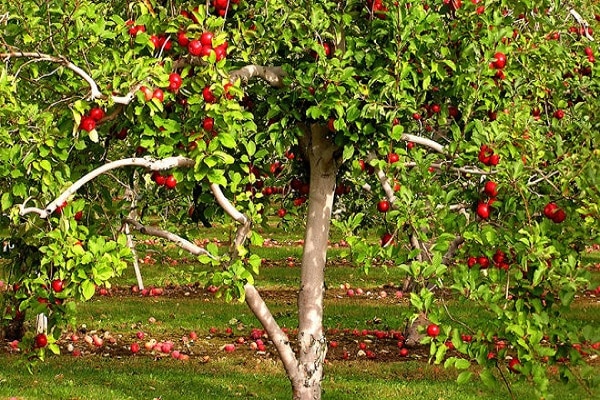 ett vuxet äppelträd