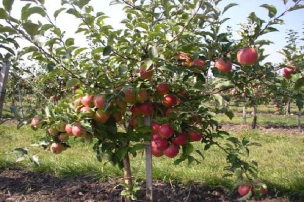 fiatal almafák
