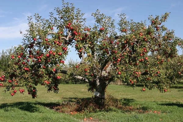maturazione delle mele
