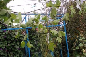 Hur man sprider druvor med luft och gröna lager på våren, sommaren och hösten