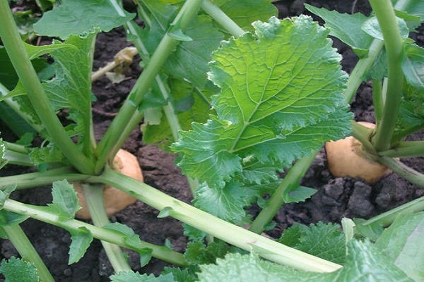 grönsaker i marken