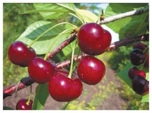 Beskrivning och kännetecken för Apukhtinskaya körsbärsorten, plantering och skötsel