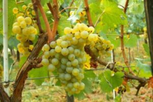 Solaris vaisių vynuogių aprašymas ir jų savybės, privalumai ir trūkumai