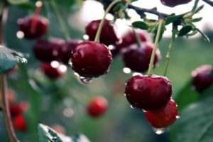 De bästa sorterna av självfruktbara och undermåliga körsbär för Moskva-regionen, plantering och vård