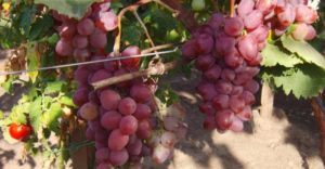 Viktorijos vynuogių aprašymas ir istorija, sodinimo ir priežiūros ypatybės