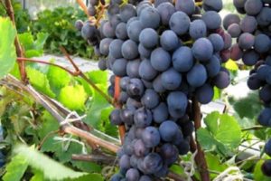 Agat Donskoy vynuogių aprašymas ir ypatybės, auginimas ir priežiūra