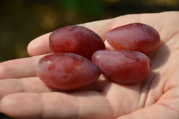 Beskrivning och egenskaper hos druvsorten Dubovsky rosa, för- och nackdelar