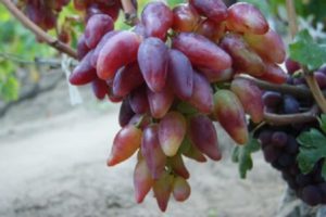 Beskrivning och egenskaper hos druvsorter Dubovsky rosa, för- och nackdelar