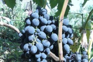 Beskrivning och karaktäristika för Gala-druvsorten, odlingens historia och finesser
