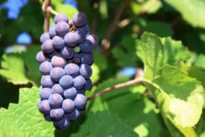 Description et caractéristiques du cépage Pinot Noir, histoire et règles de la technologie agricole